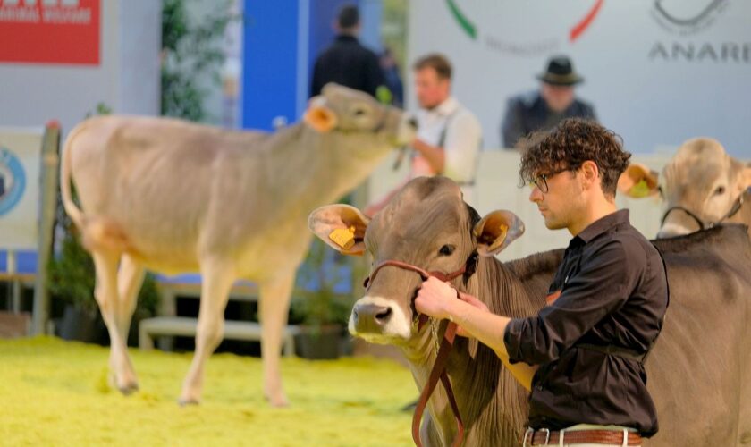 fieragricola-accende-i-riflettori-sul-22°-open-holstein,-red-holstein-e-jersey-dairy-show