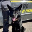 sequestrati-150-kg-di-droga-nel-foggiano,-11-arresti
