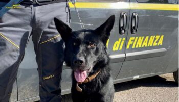 sequestrati-150-kg-di-droga-nel-foggiano,-11-arresti