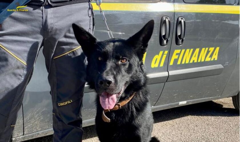 sequestrati-150-kg-di-droga-nel-foggiano,-11-arresti