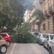 alberi-caduti-per-il-forte-vento-a-palermo