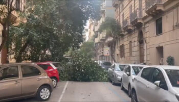alberi-caduti-per-il-forte-vento-a-palermo
