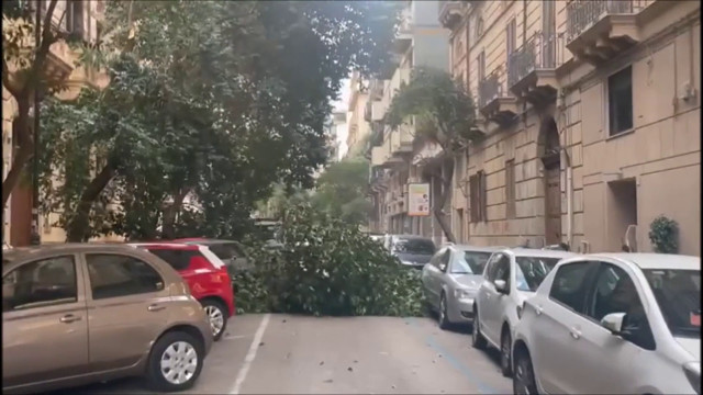 alberi-caduti-per-il-forte-vento-a-palermo