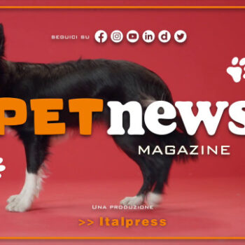 petnews-magazine-–-28/11/2023