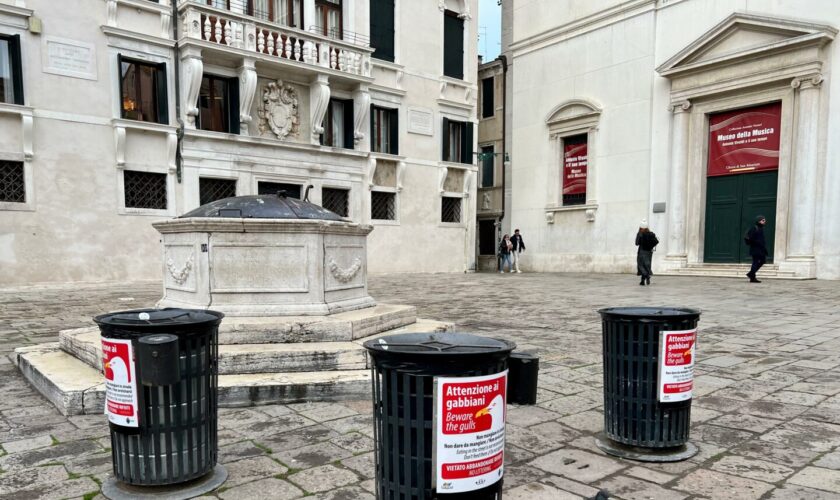 un-vademecum-per-la-corretta-convivenza-con-i-gabbiani-reali