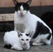 nessuno-rispetta-i-limiti-di-velocita-e-ci-rimettono-i-gatti