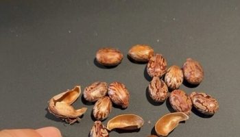 non-solo-ricina:-anche-i-semi-sono-velenosi,-li-ha-usati-agatha-christie- 