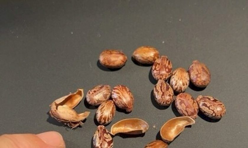 non-solo-ricina:-anche-i-semi-sono-velenosi,-li-ha-usati-agatha-christie- 