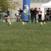praga,-la-gara-di-velocita-tra-150-corgi:-“battuto”-il-record-di-bolt