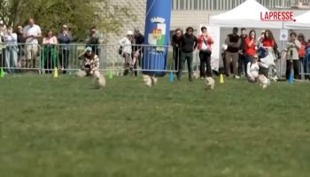 praga,-la-gara-di-velocita-tra-150-corgi:-“battuto”-il-record-di-bolt