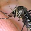 west-nile,-chiude-il-cimitero-di-cagliari-per-disinfestazione-urgente