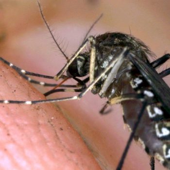 west-nile,-chiude-il-cimitero-di-cagliari-per-disinfestazione-urgente
