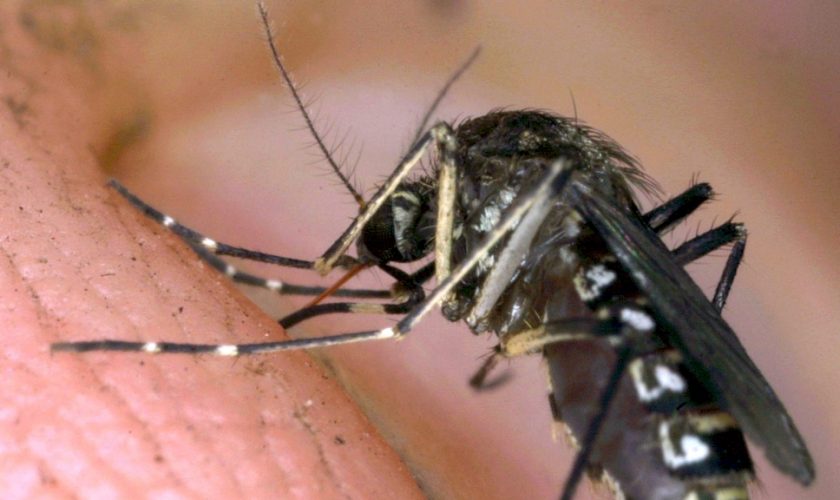 west-nile,-chiude-il-cimitero-di-cagliari-per-disinfestazione-urgente