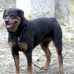 trovato-morto-con-segni-di-morsi-di-rottweiler-a-nardo,-accertamenti-sui-cani