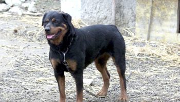 trovato-morto-con-segni-di-morsi-di-rottweiler-a-nardo,-accertamenti-sui-cani
