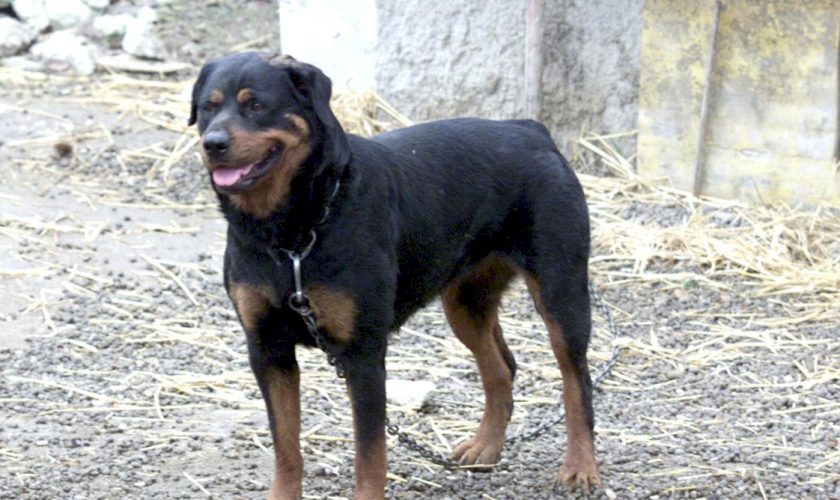 trovato-morto-con-segni-di-morsi-di-rottweiler-a-nardo,-accertamenti-sui-cani